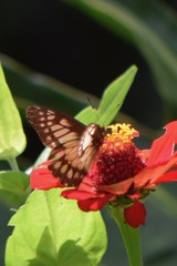 Catasticta nimbice