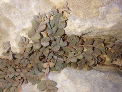 Euphorbia turpinii