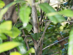 Elaeocarpus reticulatus