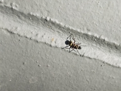 Polyrhachis rufifemur