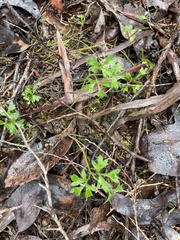 Xanthosia dissecta