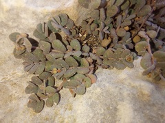 Euphorbia turpinii