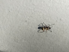 Polyrhachis rufifemur