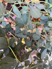 Baptisia australis