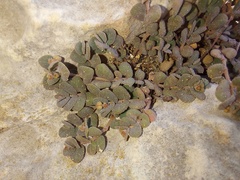 Euphorbia turpinii