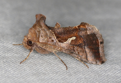 Chrysodeixis subsidens