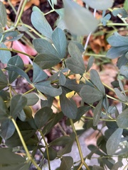 Baptisia australis
