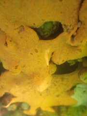 Botrylloides violaceus