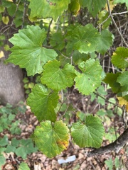 Vitis rotundifolia