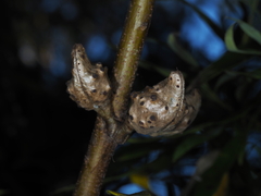 Hakea salicifolia