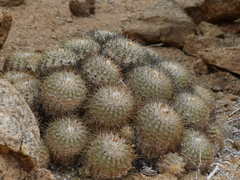 Copiapoa cinerascens
