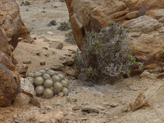 Copiapoa cinerascens