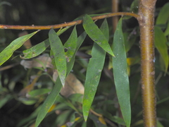 Hakea salicifolia