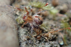 Amaurobiidae