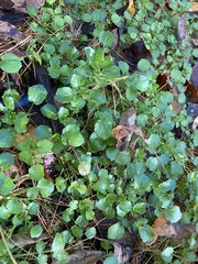Nasturtium officinale