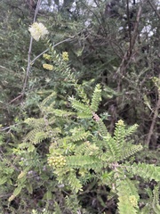 Melaleuca squarrosa