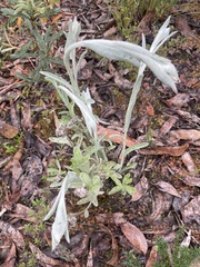 Chrysocephalum apiculatum