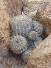 Copiapoa cinerascens