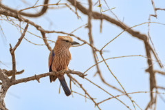 Coracias naevius mosambicus
