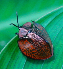 Eugenysa cuprifulgens