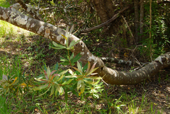 Brabejum stellatifolium