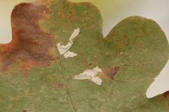 Tischeria quercitella