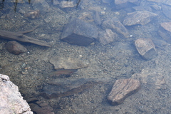 Oncorhynchus clarkii