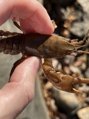 Cambarus carinirostris