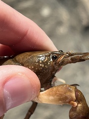 Cambarus carinirostris