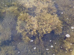 Fucus vesiculosus