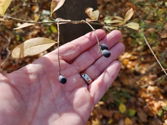 Ligustrum obtusifolium