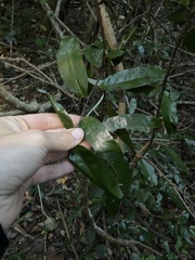 Monanthotaxis caffra