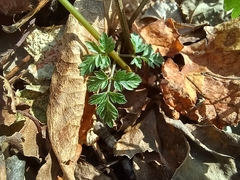 Osmorhiza longistylis