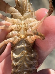 Cambarus carinirostris