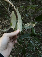 Monanthotaxis caffra