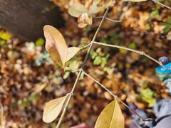 Ligustrum obtusifolium