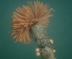 Eudistylia polymorpha