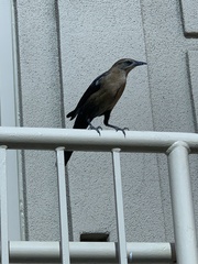 Quiscalus mexicanus