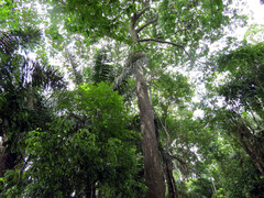 Bertholletia excelsa