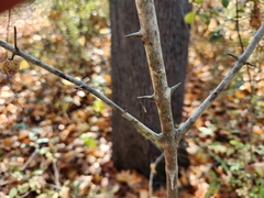 Ligustrum obtusifolium