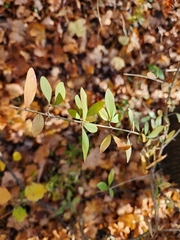 Ligustrum obtusifolium