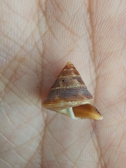 Calliostoma jujubinum