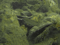 Centropristis striata