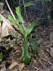 Dracaena aletriformis