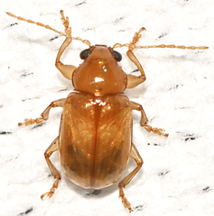 Luperaltica nigripalpis