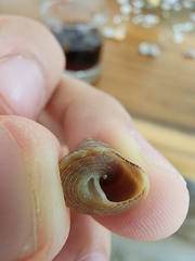 Calliostoma jujubinum