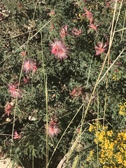 Calliandra eriophylla