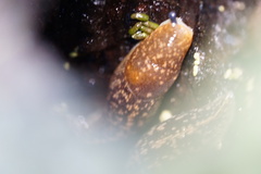 Limacus flavus