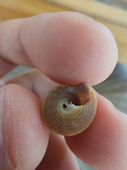 Calliostoma jujubinum