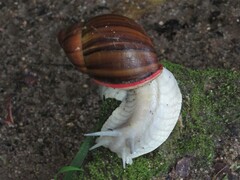 Megalobulimus